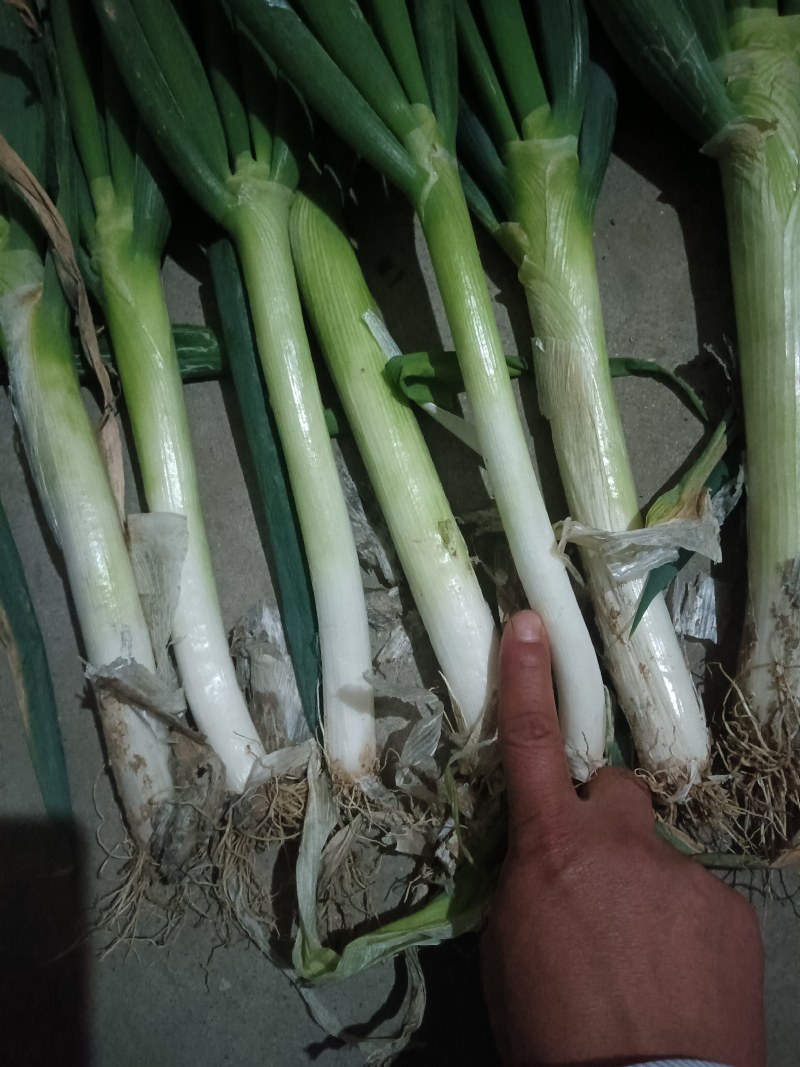 加工厂净葱，各种规格，都可以做，欢迎新老客户，实地考察，