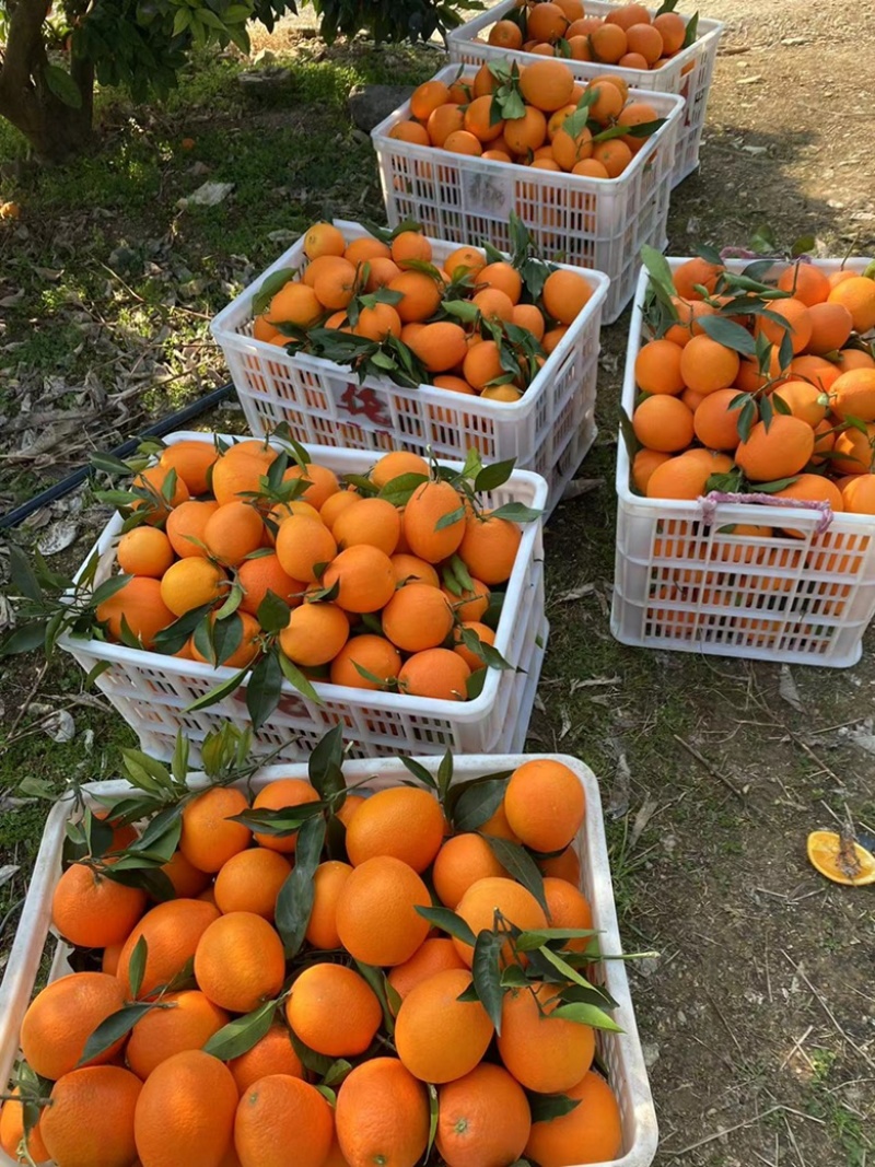 《农户自产自销》奉节橙子种植大户，保证新鲜，看货摘果