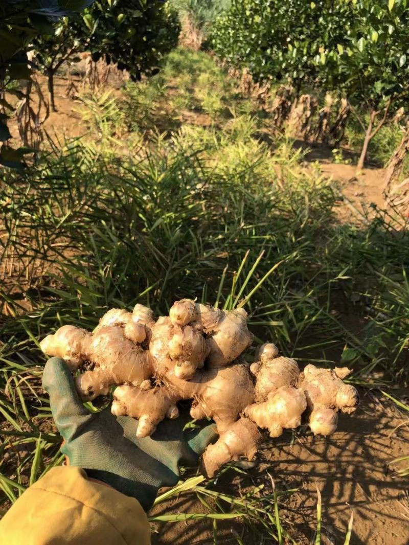 小黄姜，姜块肥大饱满，数量有限，抢到就是赚到，不要犹豫，