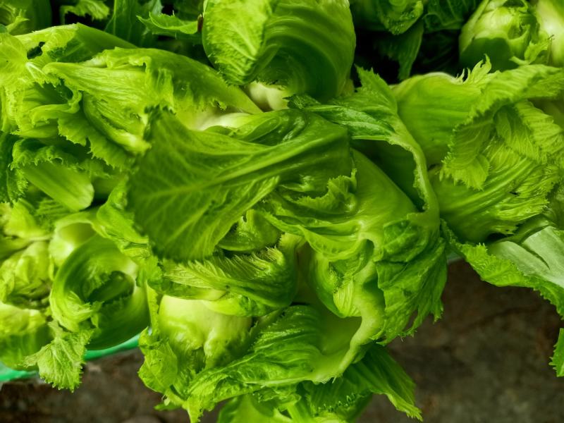 儿菜清秀亮仔大蕊小蕊崇州市儿菜