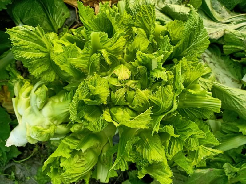儿菜清秀亮仔大蕊小蕊崇州市儿菜