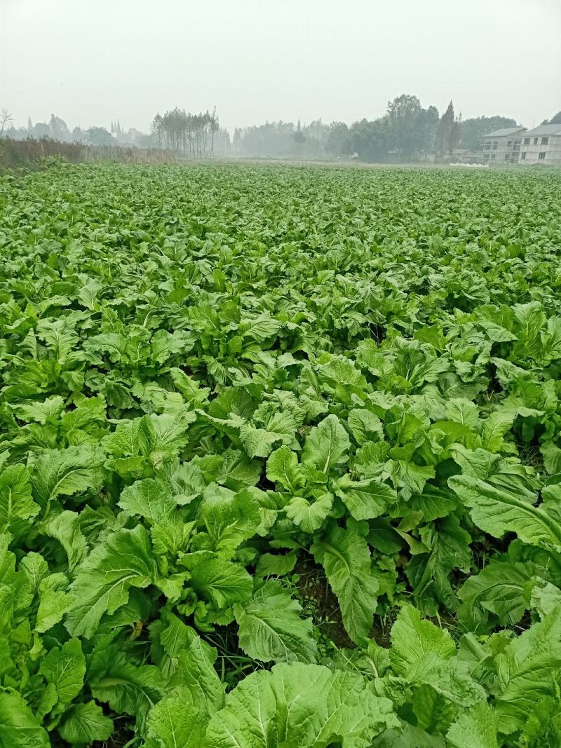 儿菜清秀亮仔大蕊小蕊崇州市儿菜