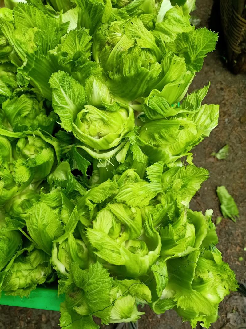 儿菜清秀亮仔大蕊小蕊崇州市儿菜