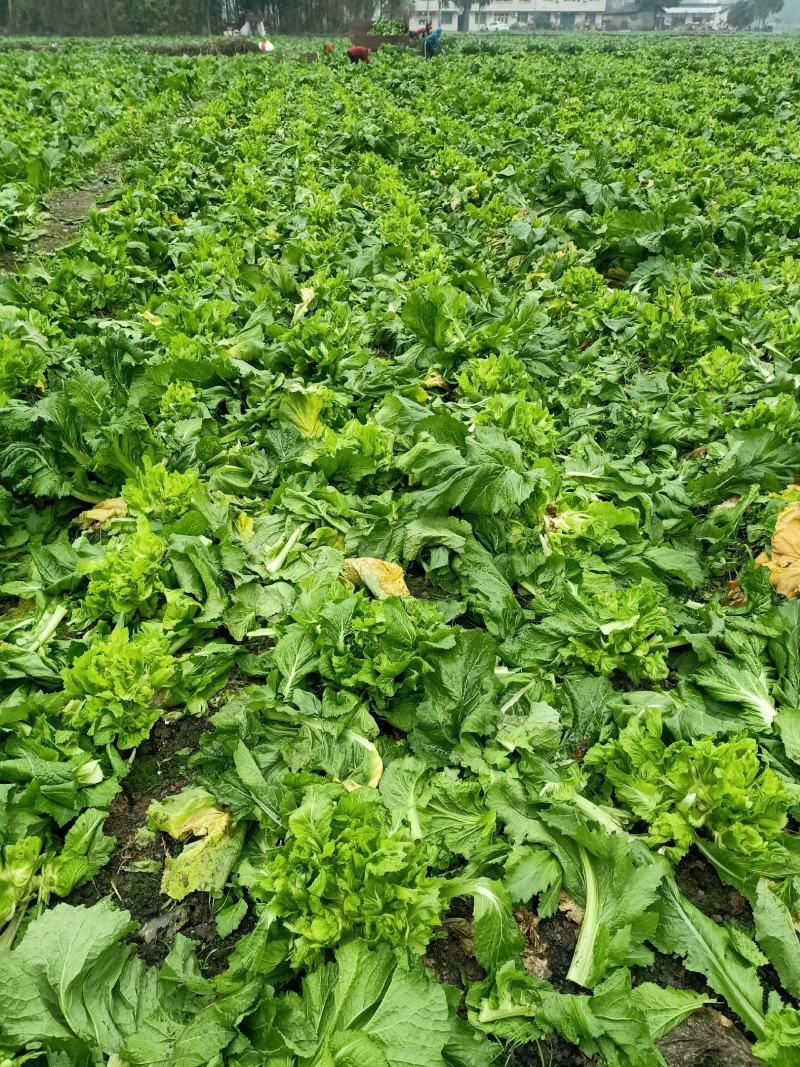儿菜清秀亮仔大蕊小蕊崇州市儿菜