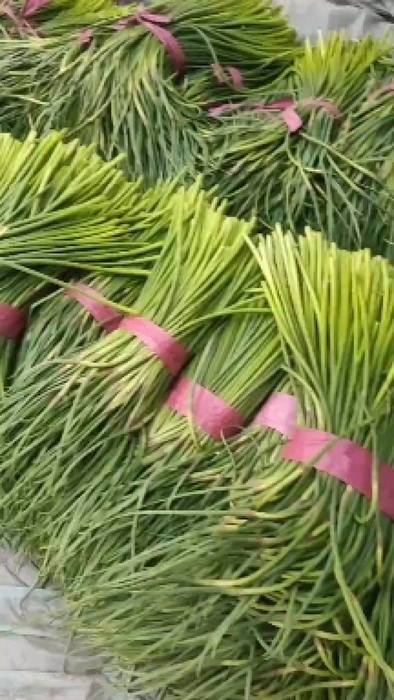 蒜台，山东聊城大张蒜苔，冷库蒜台，，，，，，，