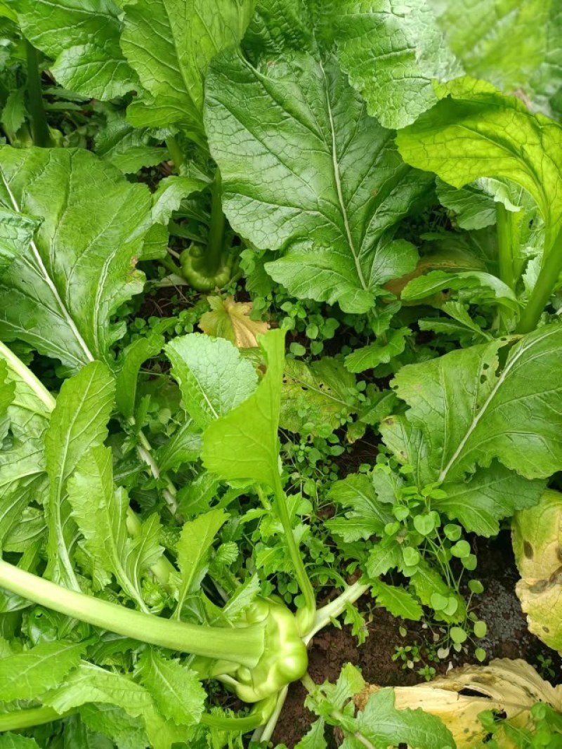 榨菜