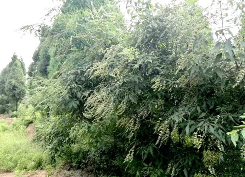 荆条种子护坡灌木荒山绿化水土保持蜜源植物优质种子