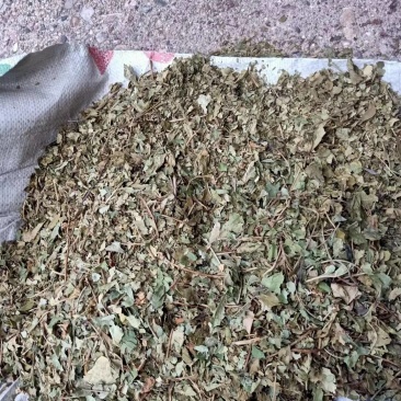 药用山楂叶，山西运城市基地直销，价格优惠。