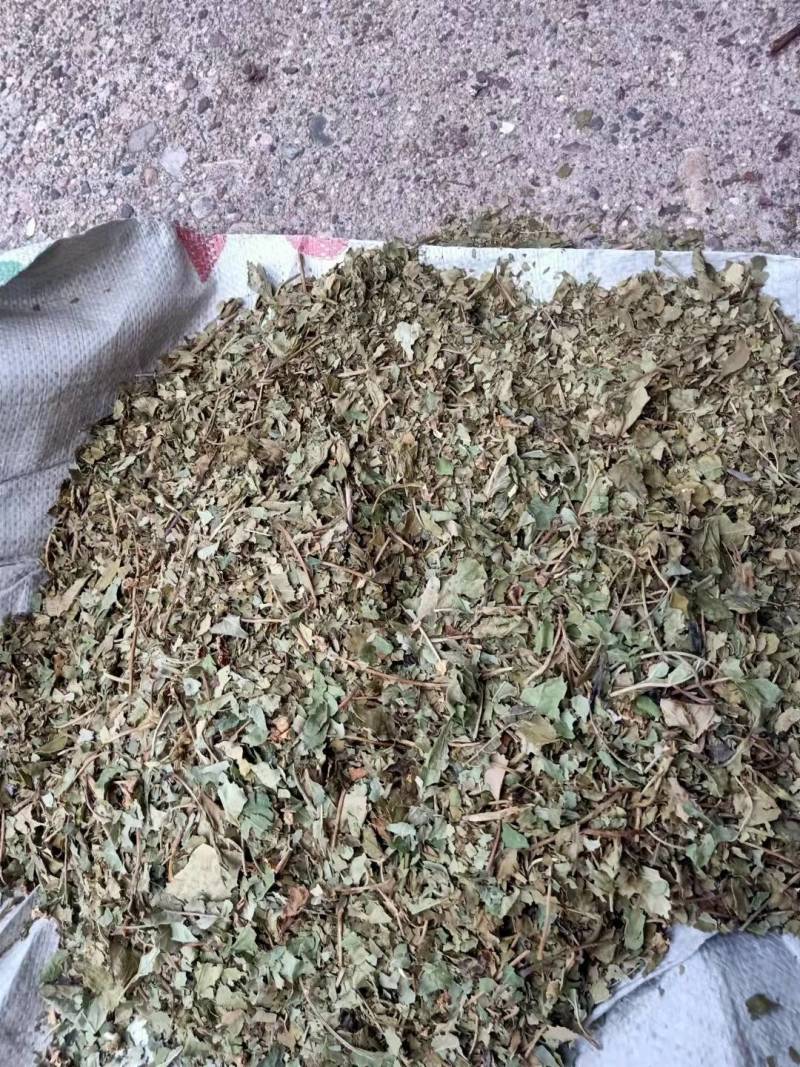 药用山楂叶，山西运城市基地直销，价格优惠。