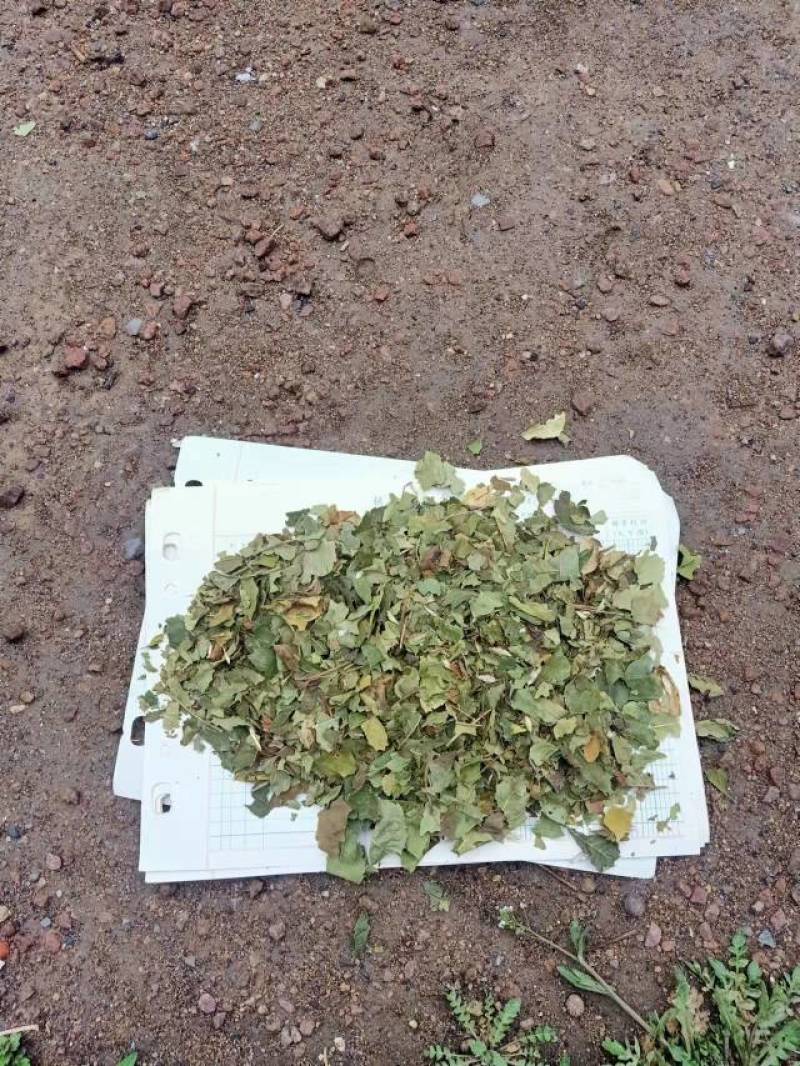 药用山楂叶，山西运城市基地直销，价格优惠。
