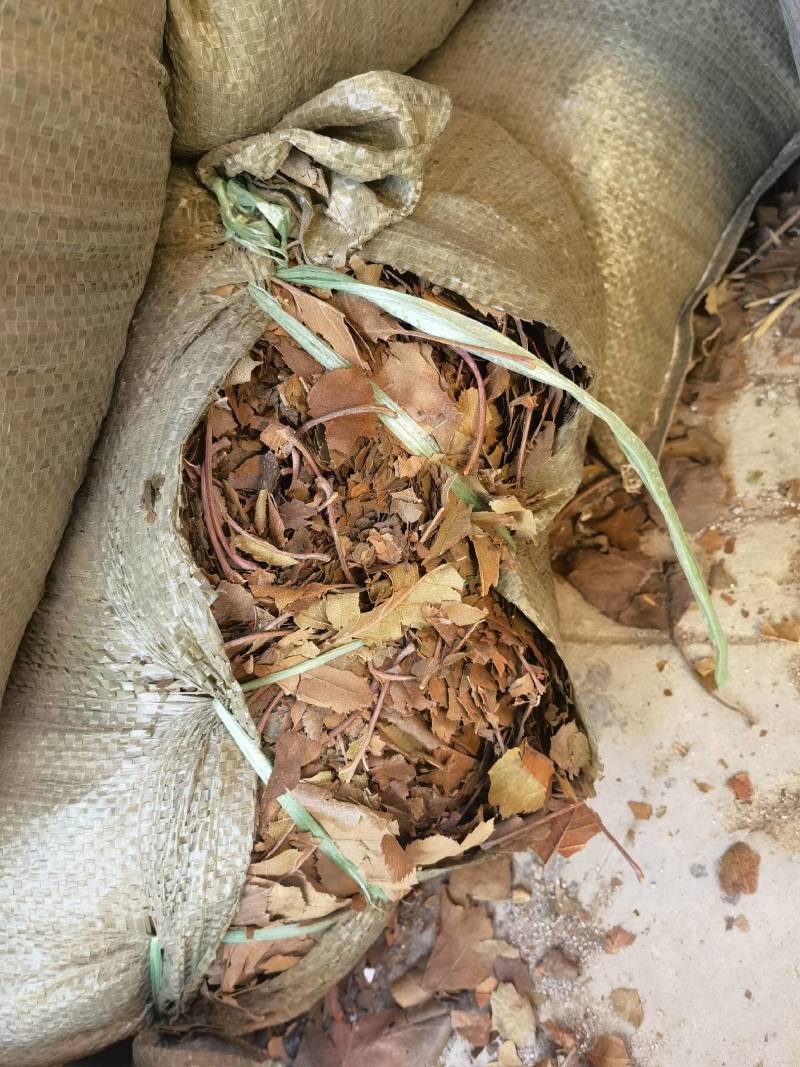 药用山楂叶，山西运城市基地直销，价格优惠。