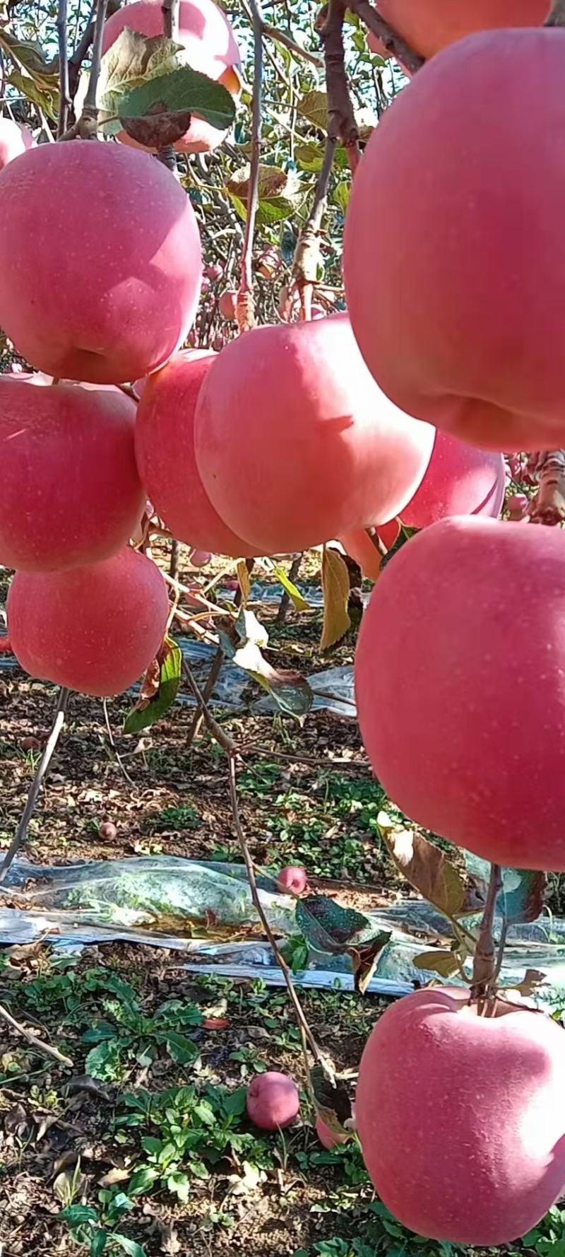 山东红富士苹果产地一手货源口感脆甜常年供货