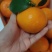 精品沃柑，现摘现发货源充足新鲜直达鲜嫩多汁诚信经营