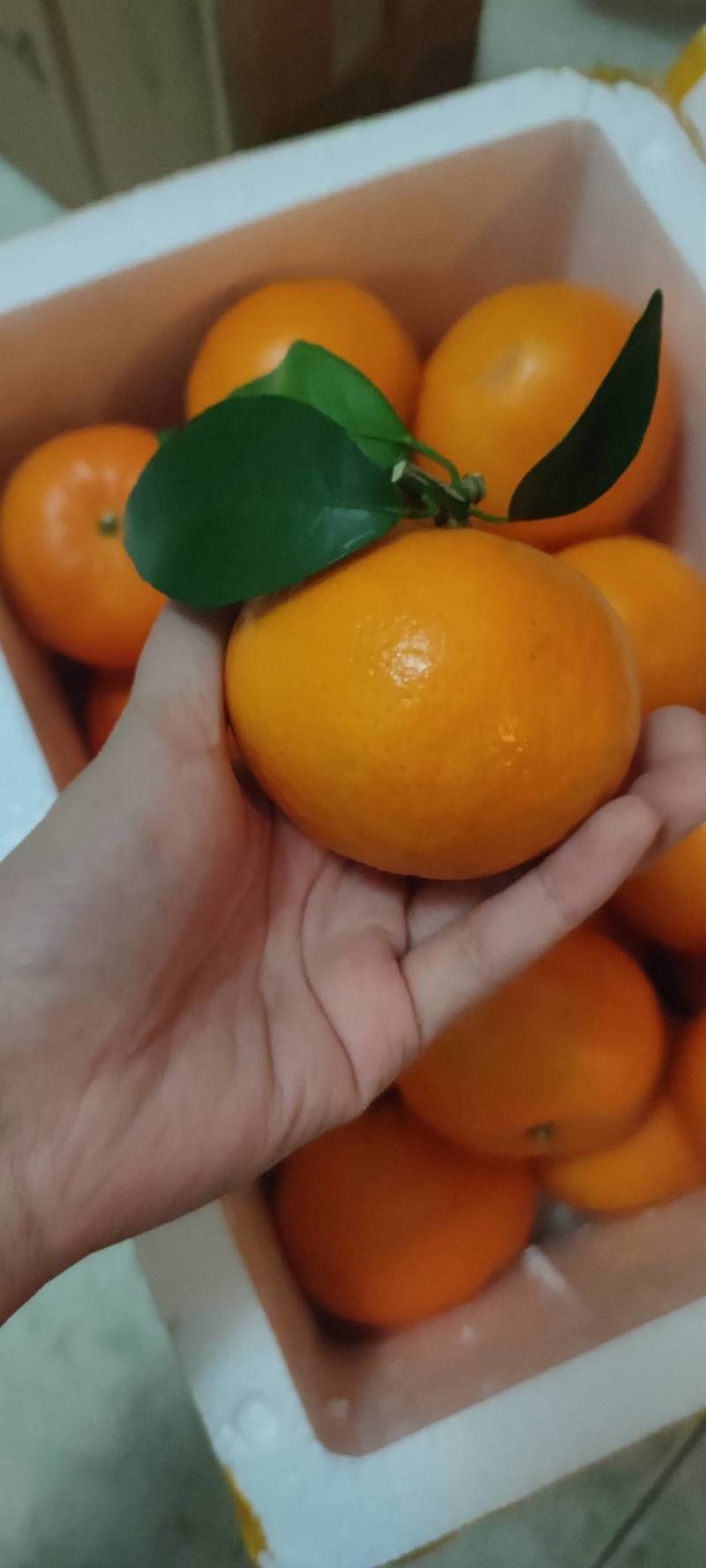 精品沃柑，现摘现发货源充足新鲜直达鲜嫩多汁诚信经营