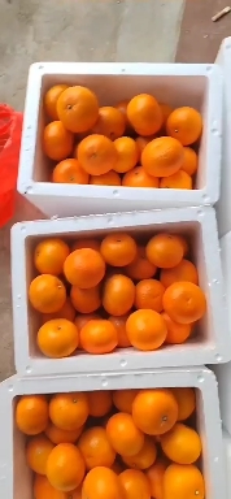 精品沃柑，现摘现发货源充足新鲜直达鲜嫩多汁诚信经营