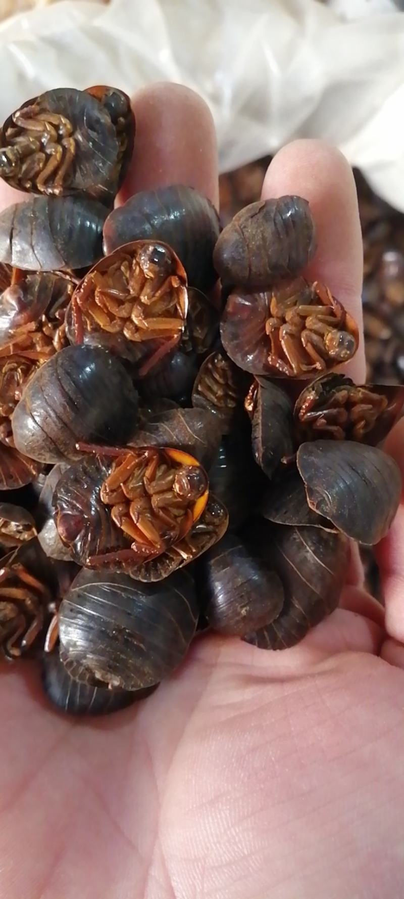土元土鳖虫地鳖虫水洗无土土元虫土鳖虫各种昆虫类