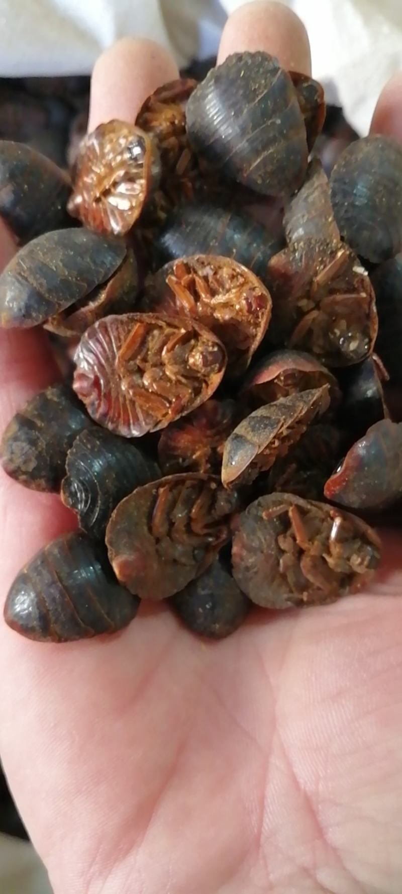 土元土鳖虫地鳖虫水洗无土土元虫土鳖虫各种昆虫类