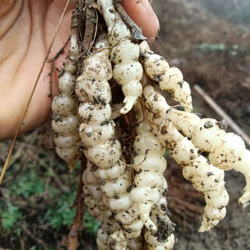 螺丝菜