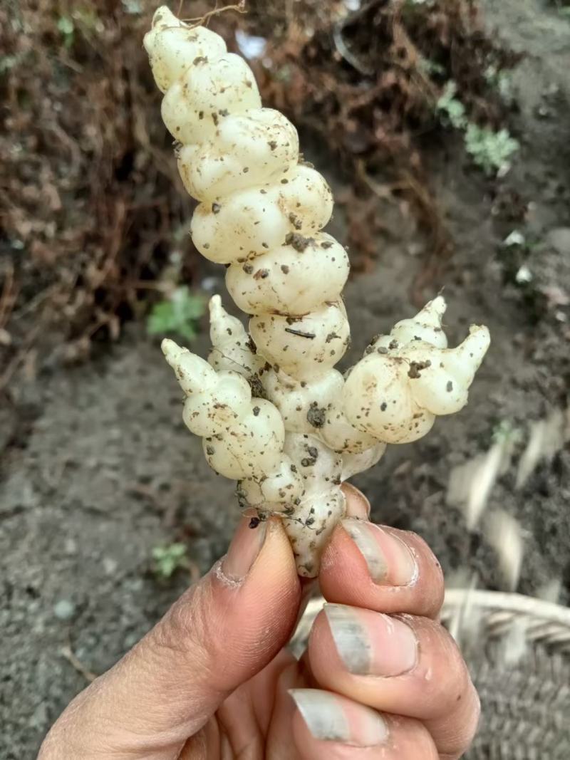 螺丝菜
