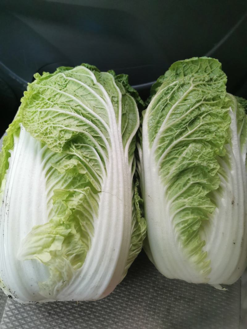 白菜黄心大白菜，大颗菜，小颗菜都有。
