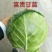 豫艺富贵甘蓝种子早熟高圆形颜色翠绿耐裂球耐热