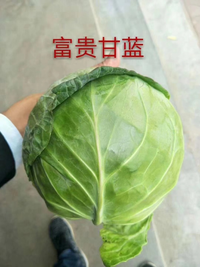 豫艺富贵甘蓝种子早熟高圆形颜色翠绿耐裂球耐热