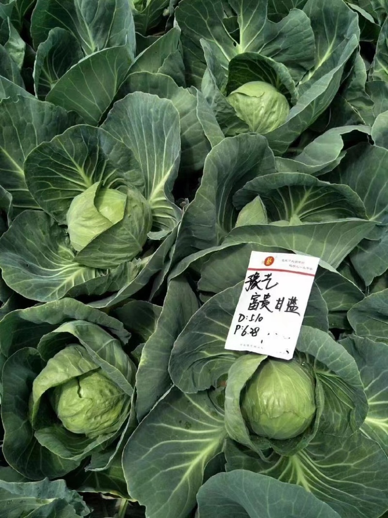豫艺富贵甘蓝种子早熟高圆形颜色翠绿耐裂球耐热
