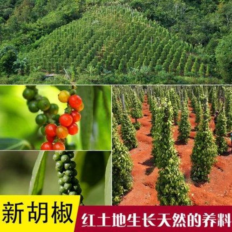 海南红土地正品大颗粒黑胡椒黑胡椒颗粒辛辣胡椒特级胡椒粉