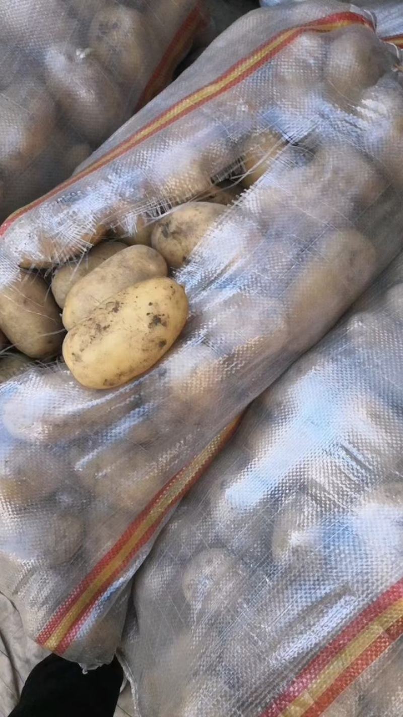 山东优质荷兰十五土豆大量上市，产地直销，货源充足