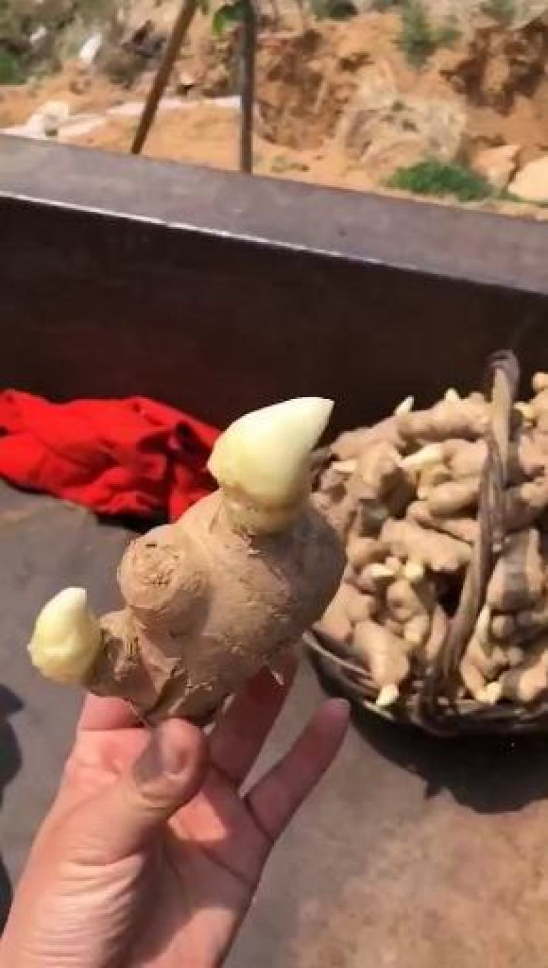 河南优质生姜一手货源产地货源充足保质保量全国发货