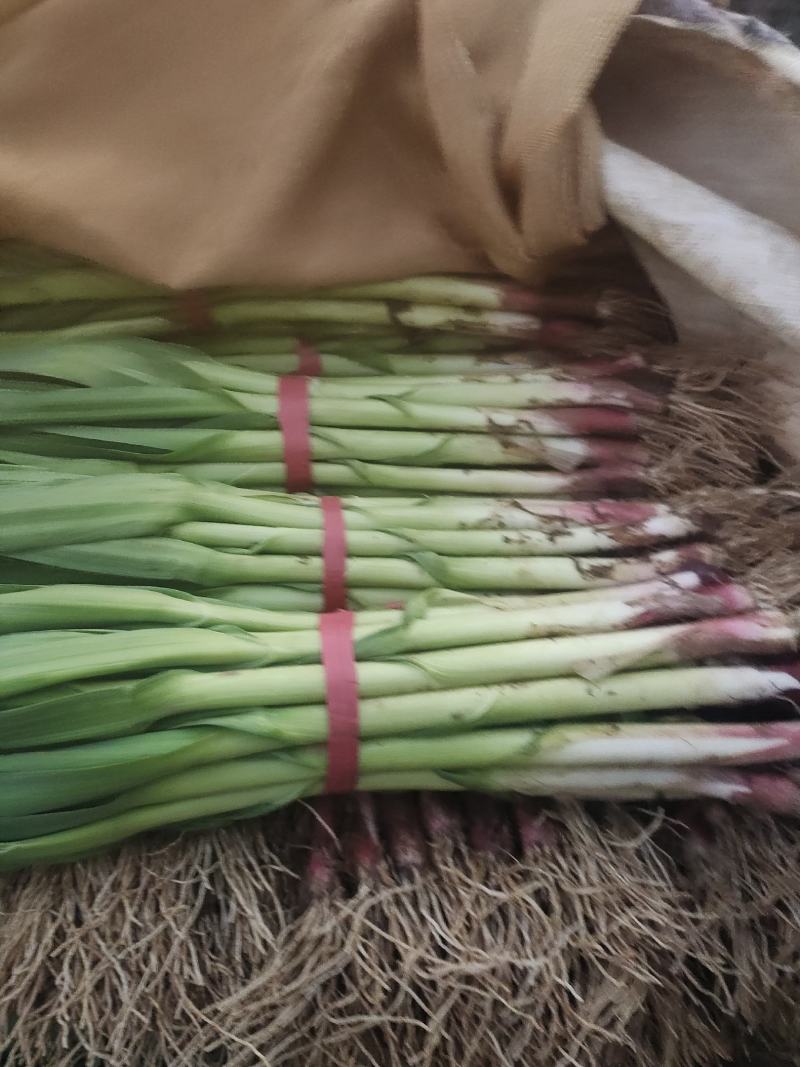 精品蒜苗
