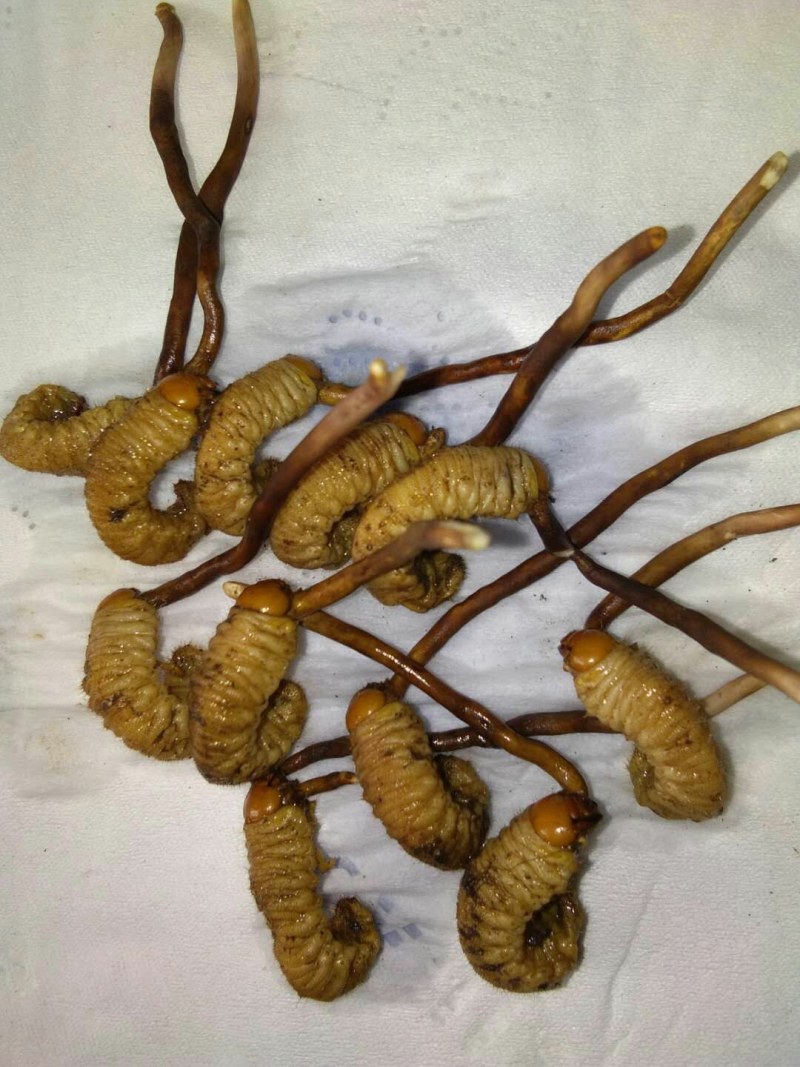 虫草，陕西冬虫夏草产地直销，欢迎各位老板联系下单