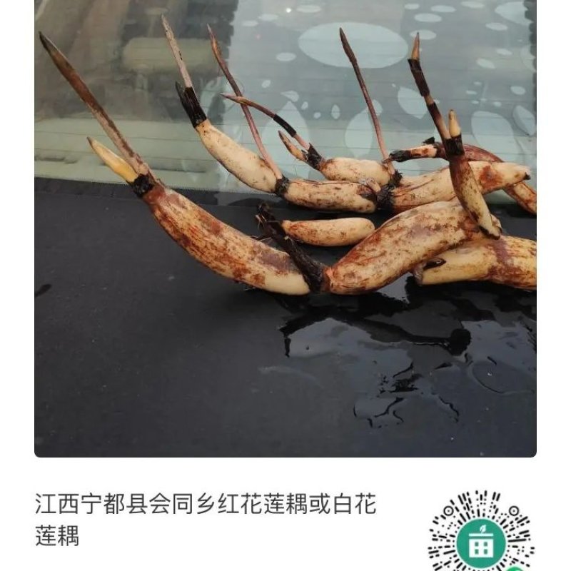 江西36号太空莲耦种苗