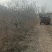 大量占地苹果树，一到15公分，优质品种商丘货源
