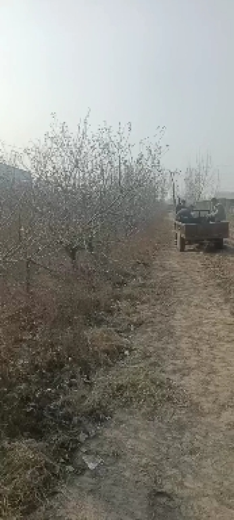 大量占地苹果树，一到15公分，优质品种商丘货源