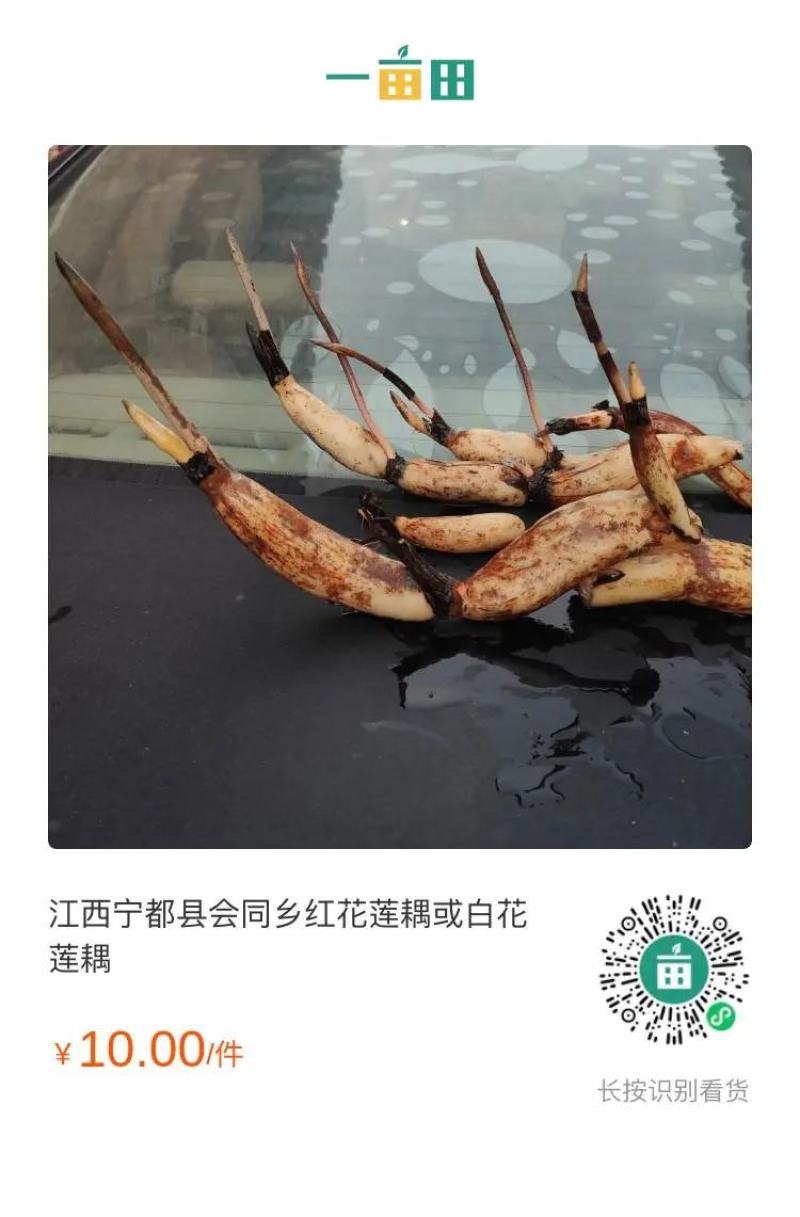江西36号太空莲耦种苗