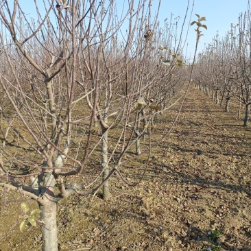 大量占地苹果树，一到15公分，优质品种商丘货源