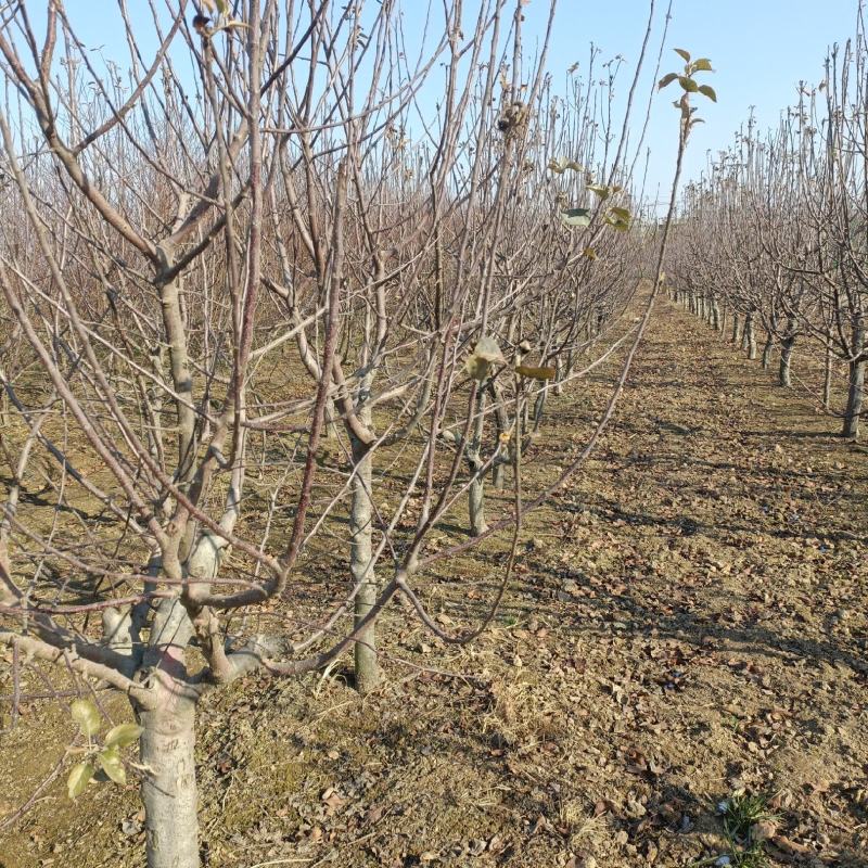 大量占地苹果树，一到15公分，优质品种商丘货源