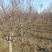 大量占地苹果树，一到15公分，优质品种商丘货源
