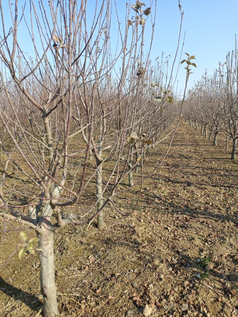 大量占地苹果树，一到15公分，优质品种商丘货源
