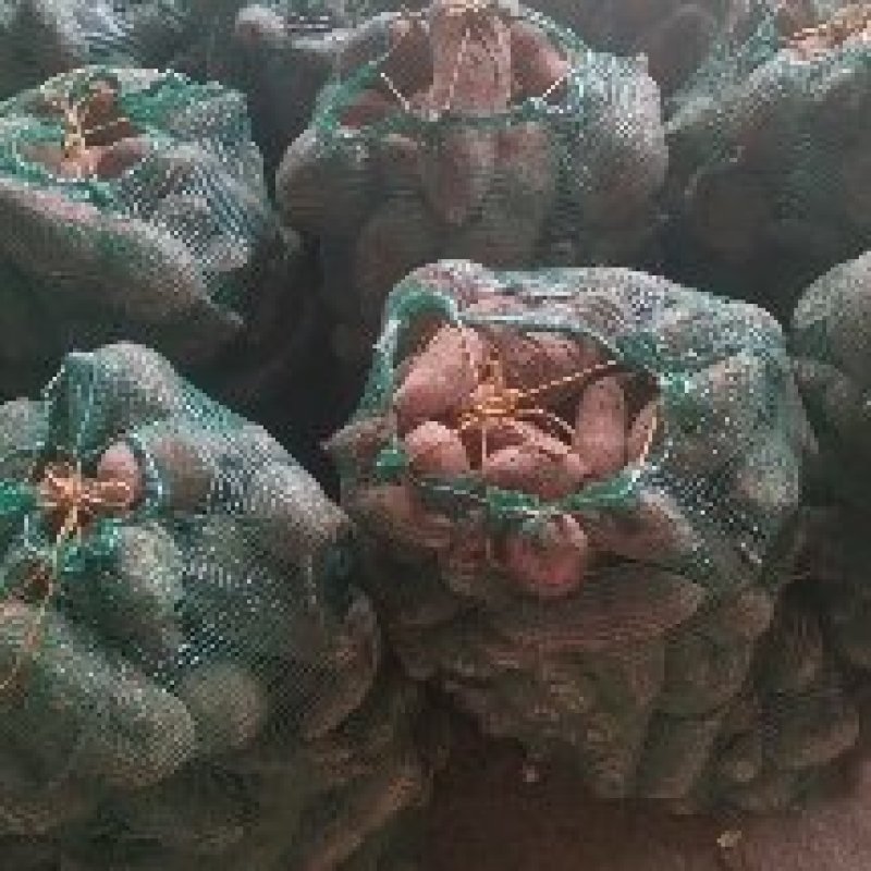 雄县小红薯，产地直供，龙薯九品种，大量上市，需要的联系。