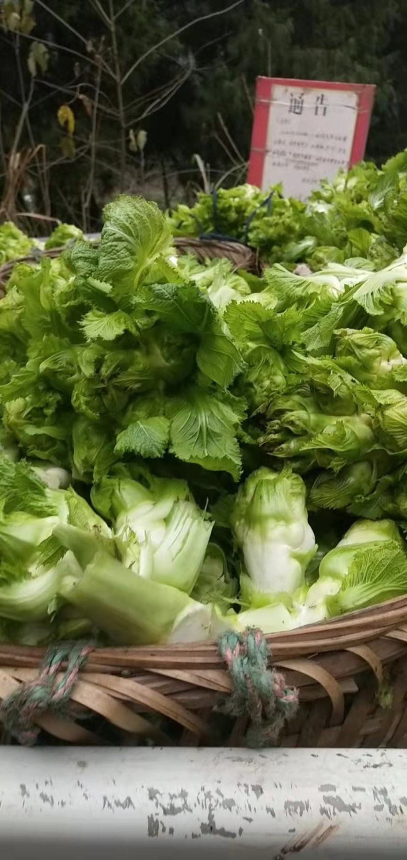 儿菜小心子儿菜