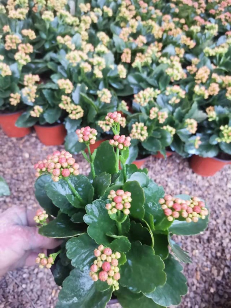 山东青州，精品长寿花，基地现货，质优价廉，欢迎咨询选购！