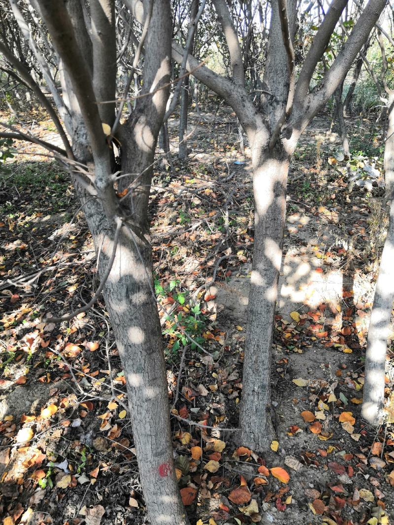 3公分苹果树苗价格富士藤木烟福八苹果树苗
