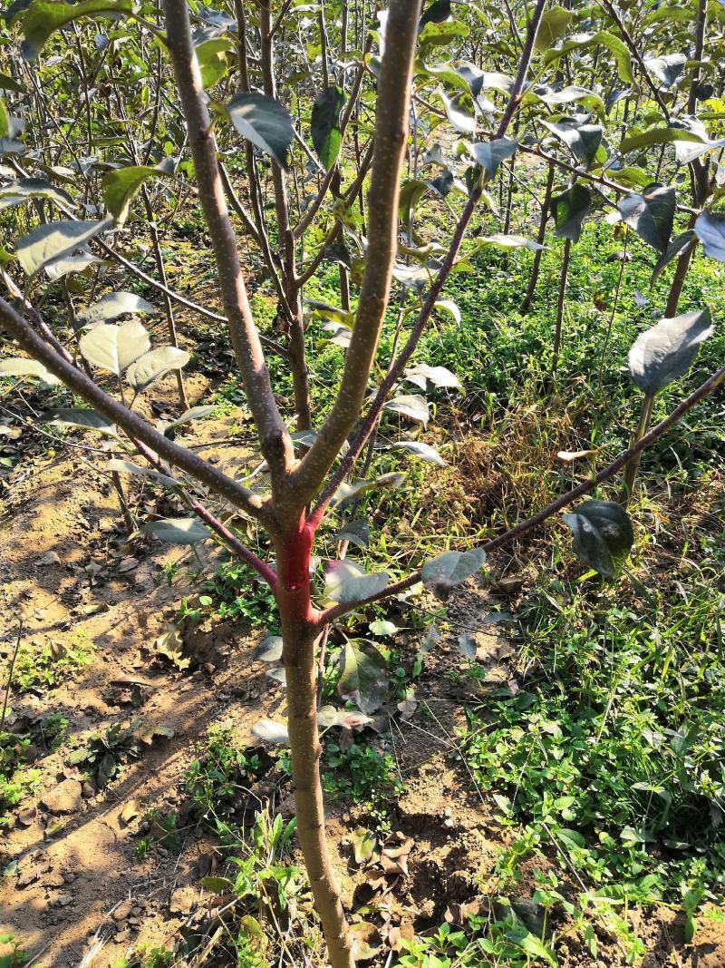 3公分苹果树苗价格富士藤木烟福八苹果树苗