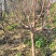 3公分苹果树苗价格富士藤木烟福八苹果树苗