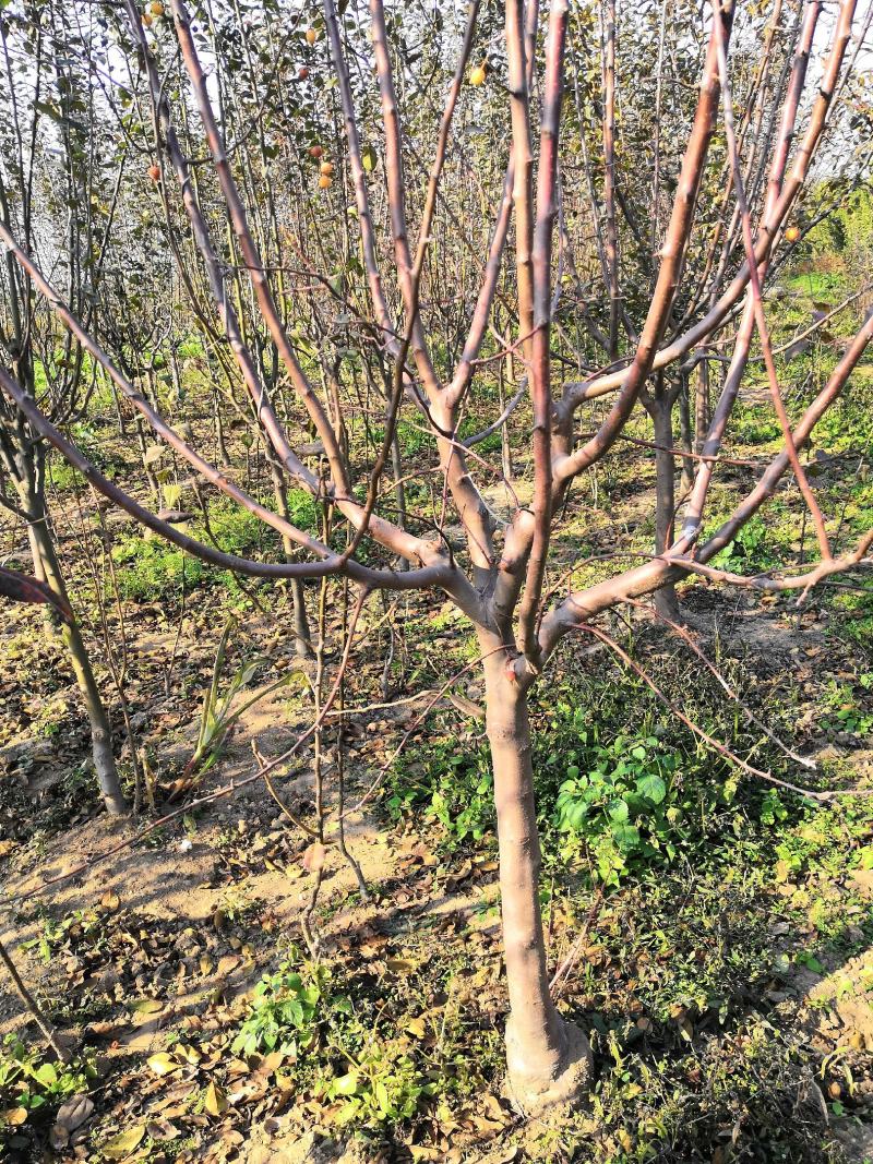 3公分苹果树苗价格富士藤木烟福八苹果树苗