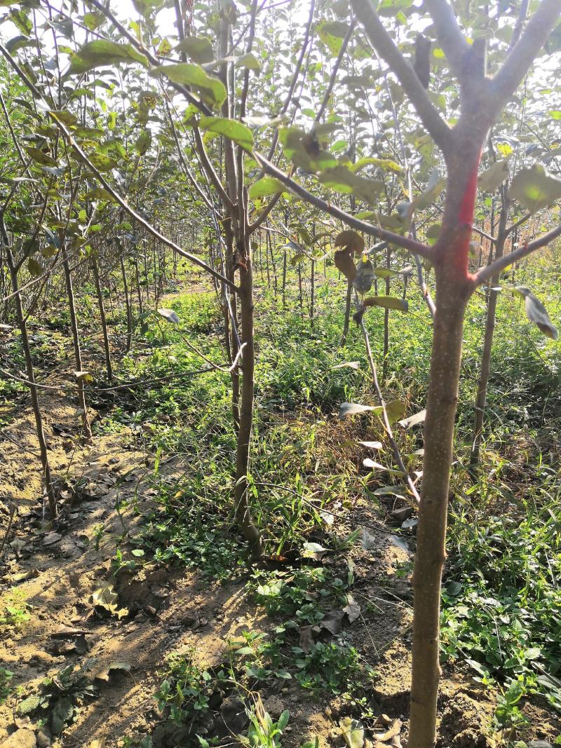 3公分苹果树苗价格富士藤木烟福八苹果树苗