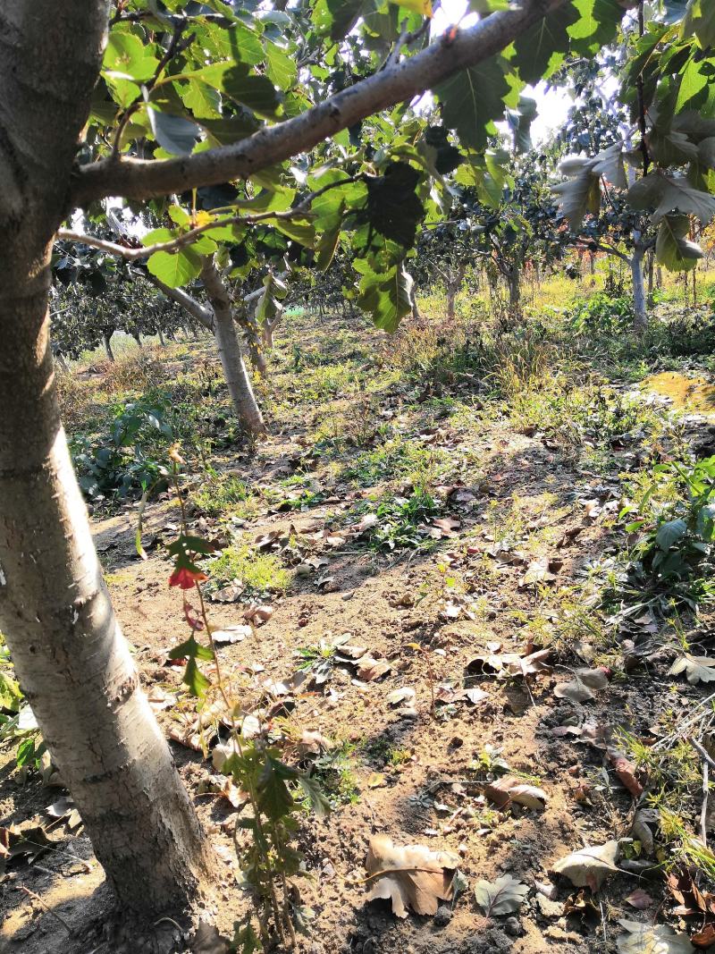 3公分苹果树苗价格富士藤木烟福八苹果树苗