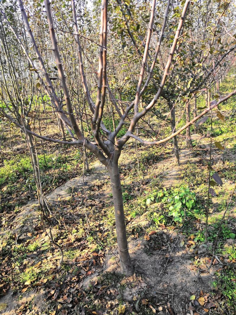 3公分苹果树苗价格富士藤木烟福八苹果树苗